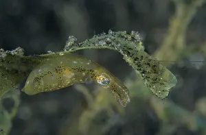 Small Prints: Two-tone pygmy squid (Idiosepius pygmaeus) camouflaged among vegetation