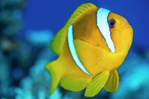 Clownfish Prints: Twoband anemonefish (Amphiprion bicinctus) portrait, Gubal Island, Egypt, Red Sea