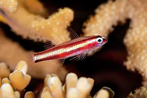 Misool Prints: Twostripe dwarfgoby (Eviota bifasciata) on a coral reef