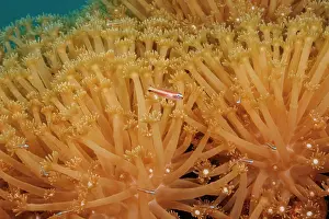 Goby Prints: Twostripe pygmy goby (Eviota bifasciata) swimming among hard coral