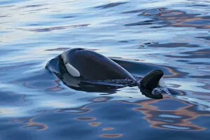 Whales Gallery: Type 1 North-east Atlantic Killer whale / Orca (Orcinus orca) surfacing, Snaefellsnes Peninsua
