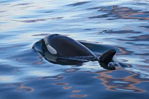 Type 1 North-east Atlantic Killer whale / Orca (Orcinus orca) surfacing, Snaefellsnes Peninsua