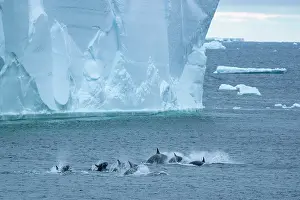 Iceberg Prints: Type C / Ross Sea killer whales (Orcinus orca) pod porpoising in front of a large iceberg
