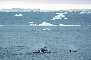 Coldwater Prints: Type C / Ross Sea killer whales (Orcinus orca) pod swimming at water surface with icebergs in background