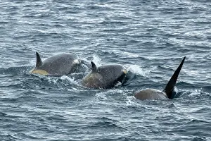 Rear View Prints: Three Type C / Ross Sea killer whales (Orcinus orca) swimming at the surface
