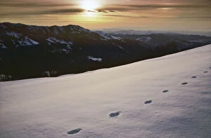 A typical European Grey wolf (Canis lupus) track in the snow, Val Borbera, Liguria, Italy