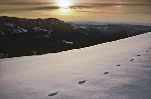Wolves Prints: A typical European Grey wolf (Canis lupus) track in the snow, Val Borbera, Liguria, Italy