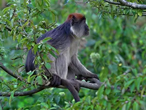 Uganda Prints: Uganda red colobus (Piliocolobus tephrosceles) sitting in tree, Uganda. Endangered