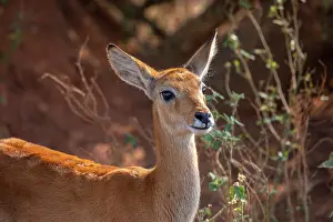 Antelope Prints: Ugandan kob (Kobus kob thomasi) portrait, Murchison Falls National Park, Uganda