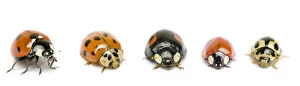 Alien Species Gallery: UK Ladybird species, native and invasive, from left to right: Seven-Spot (Coccinella 7-punctata)