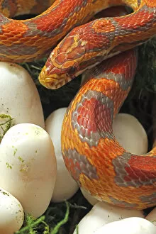 March 2022 highlights Gallery: Ultramel Okeetee corn snake, with recently laid eggs, an interspecies hybrid between a Corn snake
