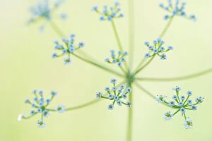 Apiaceae Gallery: Umbellifer (Scaligeria napiformis / Bunium napiforme) flowering, close-up. Cyprus