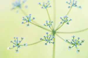 Umbelliferae Prints: Umbellifer (Scaligeria napiformis / Bunium napiforme) flowering, close-up. Cyprus. April