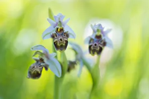 Umbilicate woodcock orchid (Ophrys umbilicata) flowers. Cyprus. April