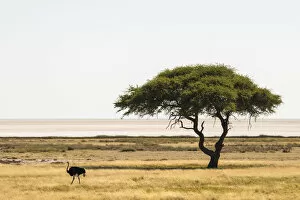 2020 April Highlights Gallery: Umbrella thorn tree (Vachellia tortilis) in the Etosha pan with common ostrich