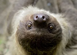 Unau / two-toed sloth (Choloepus didactylus) portrait, French Guiana