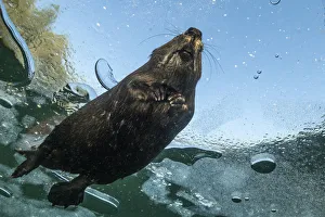 Quebec Prints: Underneath view of a North American beaver (Castor canadensis) swimming under
