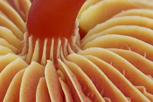 Agaricomycetes Gallery: Underside of Scarlet waxcap fungus (Hygrocybe coccinea), showing stipe and gills. Monmouthshire