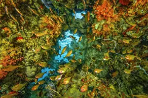 Scleractinia Prints: Underwater cave with Dusky sweepers (Pempheris adusta) and Soldierfish (Myripristis sp.)