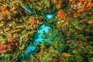 Acanthuridae Prints: Underwater cave with Soft corals (Nephtheidae)