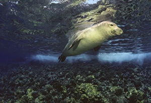 Images Dated 10th April 2017: Underwater encounters with Hawaiian monk seals (Monachus schauinslandi) Hawaii