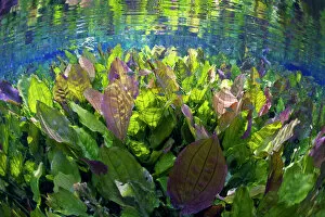 Landscape Gallery: Underwater river scene with freshwater plants and Tetra fish, Aquario Natural, Rio Baia Bonito