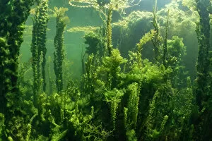Best of 2022 Gallery: Underwater shot of aquatic plants in an oxbow lake of the River Aare, Haftli nature Reserve