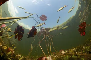 Nymphaea Prints: Underwater view of African tigerfish (Hydrocynus vittatus), predatory fish in