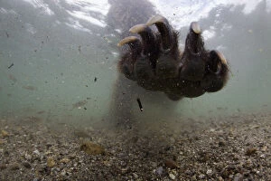 Underwater view of Brown bear (Ursus arctos) paw fishing for Sockeye salmon (Oncorhynchus