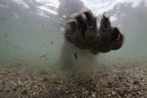 Feet Prints: Underwater view of Brown bear (Ursus arctos) paw fishing for Sockeye salmon (Oncorhynchus
