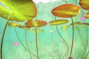 Magnoliopsida Collection: Underwater view of Waterlilies (Nymphaea alba) in a lake. Alps, Ain, France, June