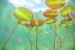 Aquatic Plant Gallery: Underwater view of Waterlilies (Nymphaea alba) in a lake. Alps, Ain, France, June