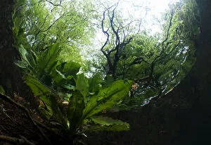Images Dated 6th May 2011: An underwater view of a woodland stream, River Glaslyn, Snowdonia NP, Gwynedd, Wales