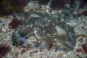 Undulate Ray (Raja undulata) Sark, British Channel Islands, July Undulate Ray (Raja undulata) Sark, British Channel Islands, July