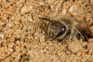 Colletidae Prints: Unequal cellophane bee (Colletes inaequalis) digging nest burrow, Pennsylvania, USA. March