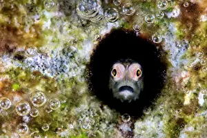 Goby Prints: Unicorn goby (Cerogobius petrophilus) peering out from hole in coral reef