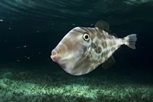 Unicorn leatherjacket filefish (Aluterus monoceros) at night, The Bahamas. February