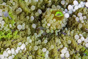 Moluccas Prints: An unidentified Corallimorpharian (Corallimorpharia) close up