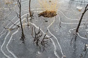 Heathland Prints: Unusual ice patterns caused by extremely low temperatures and wind on small heathland pond