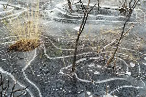 Heathland Prints: Unusual ice patterns caused by extremely low temperatures and wind on small heathland pond