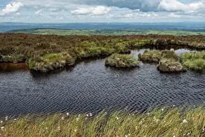 Grass Prints: Upland dystrophic pond on the edge of the Black Mountains with Commom cotton-grass (Eriophorum angustifolium)