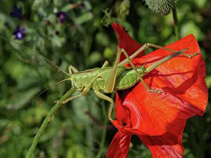 Ensifera Prints: Upland green bush-cricket (Tettigonia cantans) resting on a flower
