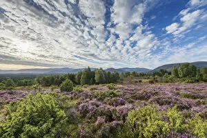 Upland heath in late summer, Cairngorms National Park, Scotland, UK, August