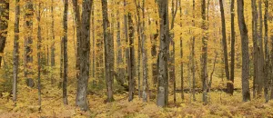 Upland Sugar Maple (Acer saccharum) forest in autumn, Porcupine Mountains State Park Upland Sugar Maple (Acer saccharum) forest in autumn, Porcupine Mountains State Park