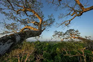 Mallow Prints: Upper Amazon forest canopy from a Kapok tree (Ceiba pentandra)