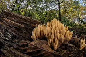 Piedmont Prints: Upright coral (Ramaria stricta) fungus growing on a rotten log in woodland