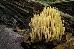 Damp Prints: Upright coral (Ramaria stricta) fungus growing on a rotten log in woodland