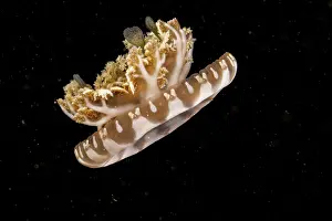 Scyphozoa Prints: Upside-down jellyfish (Cassiopea andromeda) portrait