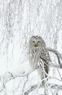 Alert Gallery: Ural Owl (Stix uralensis) perched in snowy tree, Kuusamo Finland February