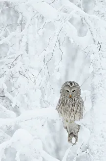 Alert Gallery: Ural Owl (Stix uralensis) resting in snowy tree, Kuusamo Finland February